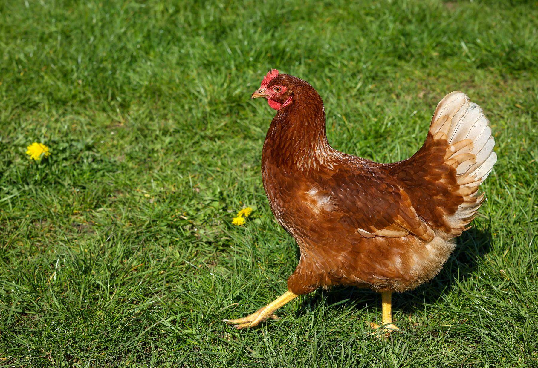 Vogelgrippe ist zurück: Sperrzone in Oberösterreich eingerichtet