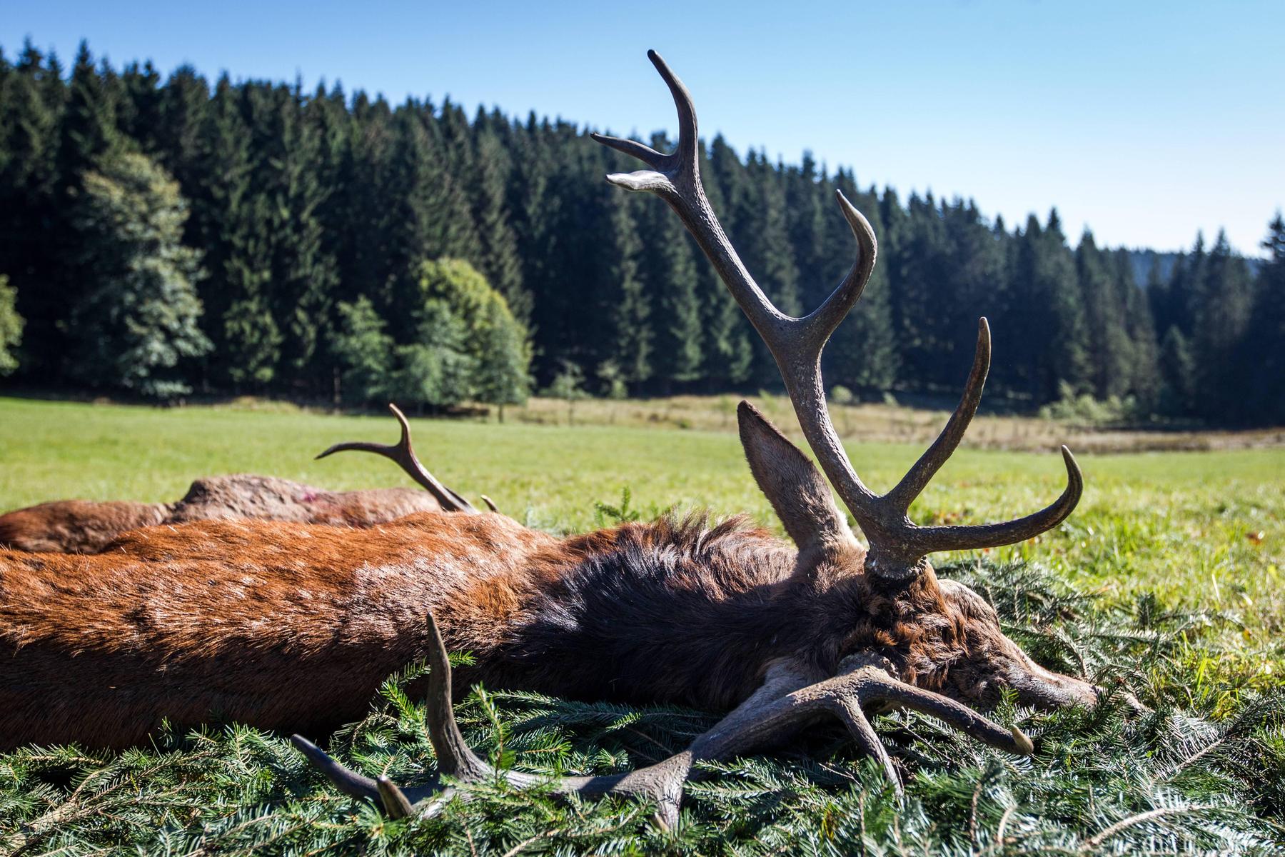 Causa Dornauer: Für wen die Jagd sonst noch zum Problem wurde [premium]