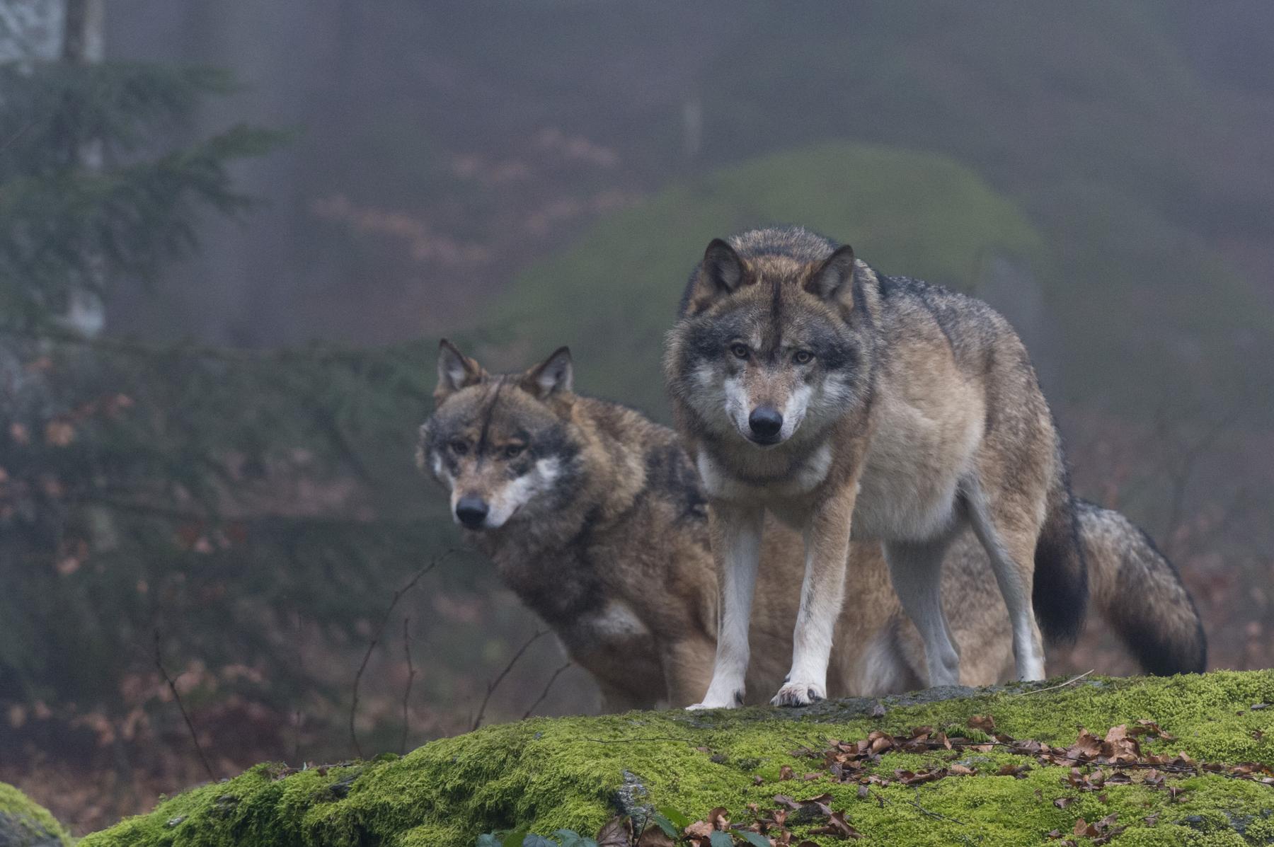 Der Wolf verliert seinen umfassenden Schutz